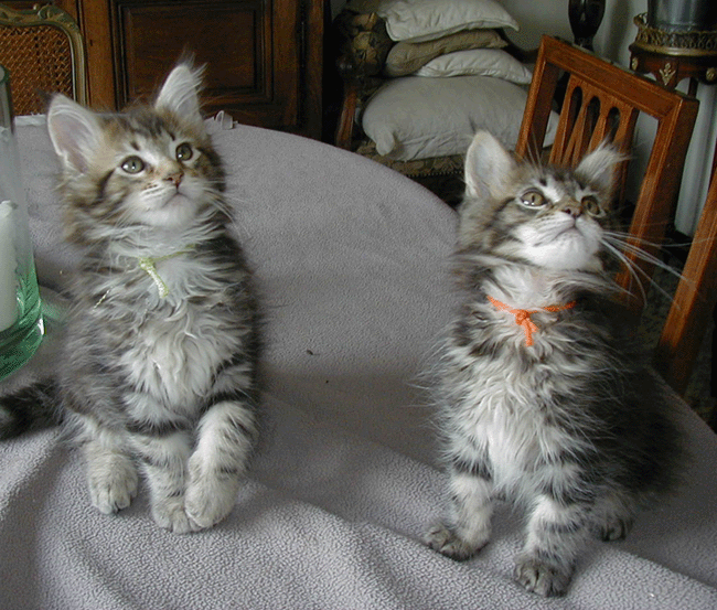 Maine Coon